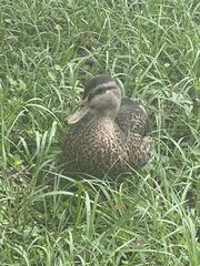 Anas platyrhynchos × fulvigula