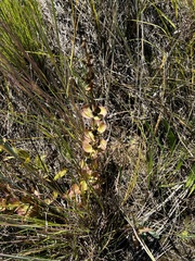 Penstemon grandiflorus