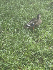 Anas platyrhynchos × fulvigula