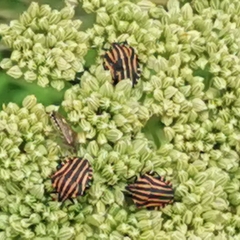 Graphosoma italicum