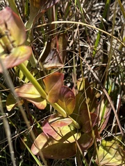 Penstemon grandiflorus