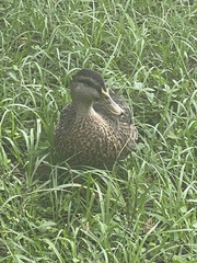 Anas platyrhynchos × fulvigula