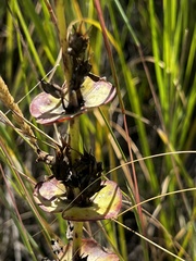 Penstemon grandiflorus