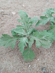 Ambrosiinae