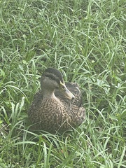 Anas platyrhynchos × fulvigula