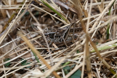 Platycleis albopunctata