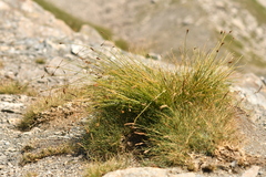 Carex curvula