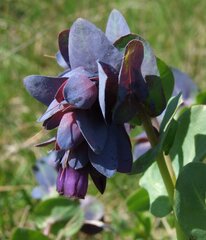 Cerinthe major purpurascens