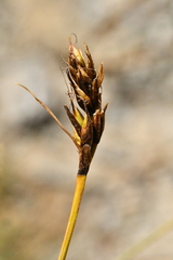 Carex curvula