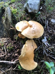 Basidiomycota