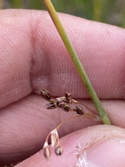 Juncus balticus ater
