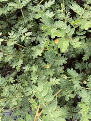 Tribulus terrestris