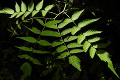 Rubus inopertus