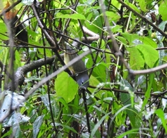 Geothlypis philadelphia