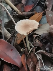 Bolbitius aleuriatus