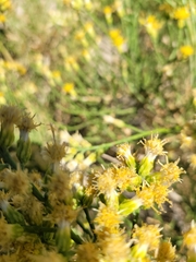 Lepidospartum squamatum