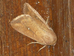 Mythimna albipuncta