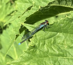 Erythromma najas