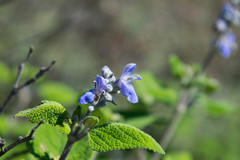Salvia pruinosa