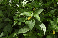 Impatiens tayemonii