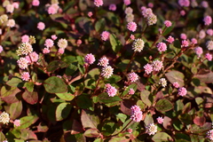 Persicaria capitata