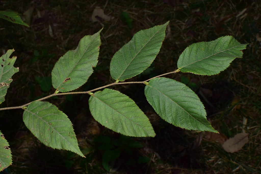 Zhejiang hop-hornbeam