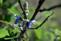 Salvia pruinosa