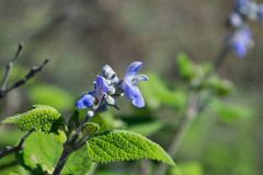 Salvia pruinosa