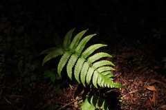 Dryopteris scottii