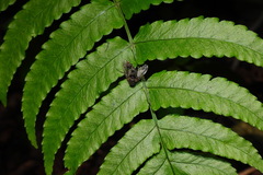 Dryopteris scottii