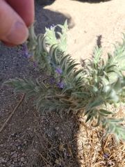 Trichostema lanceolatum