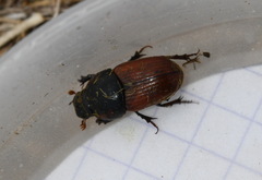 Coprimorphus scrutator