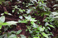 Lysimachia ardisioides