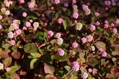 Persicaria capitata