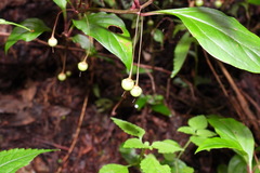 Lysimachia ardisioides