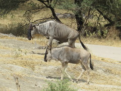 Connochaetes taurinus albojubatus