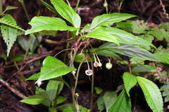Lysimachia ardisioides