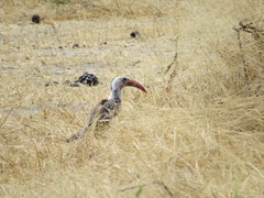 Tockus erythrorhynchus