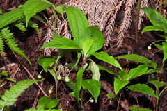Lysimachia ardisioides