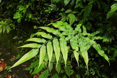 Coniogramme intermedia