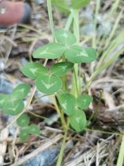 Trifolium