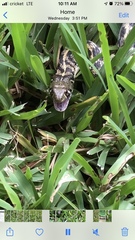 Thamnophis marcianus