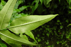 Coniogramme intermedia