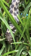 Thamnophis marcianus