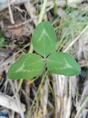 Trifolium