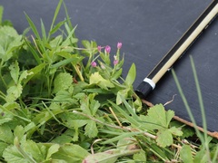 Centaurium pulchellum