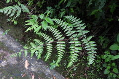 Cornopteris banajaoensis