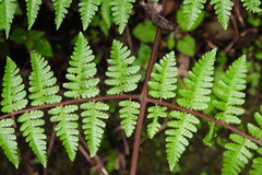 Cornopteris banajaoensis