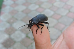 Carabus coriaceus