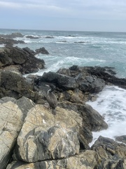 Leucocarbo bougainvillii